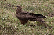 Black kite or yellow-billed kite (milvus migrans parasiticus), Ngorongoro crater